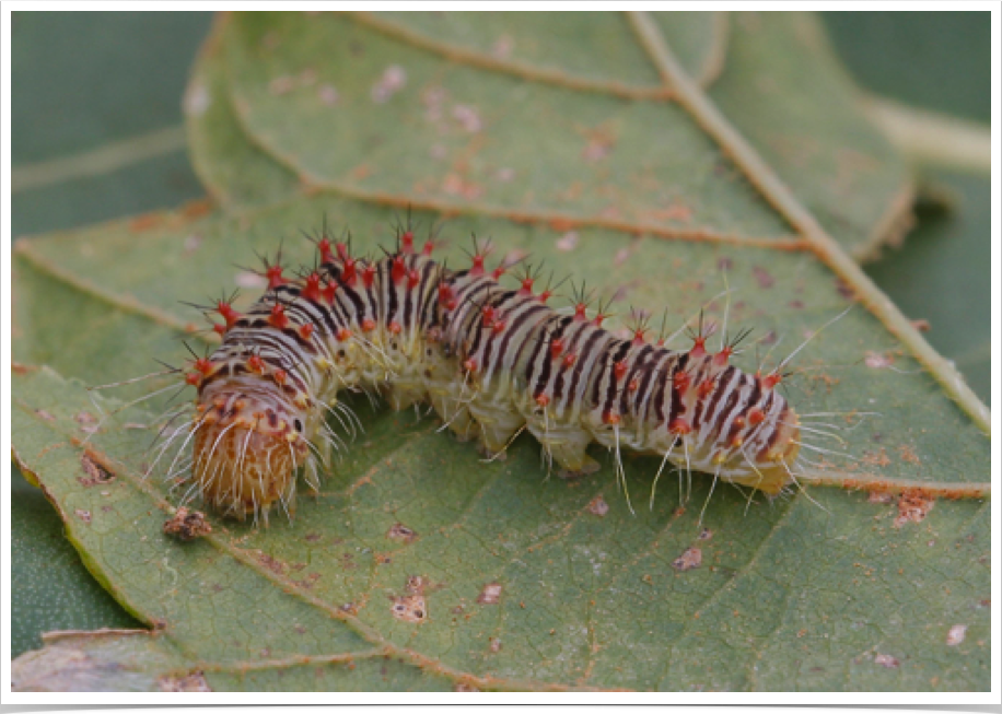 Retarded Dagger Moth on Box Elder
Acronicta retardata
Marengo County, Alabama